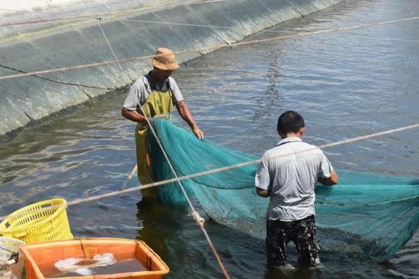 泰龐海鰱魚仔魚飼料細(xì)膩度要求：泰龐海鰱魚仔魚的飼料細(xì)膩度要求是確保其健康成長的關(guān)鍵因素之一 其他寵物 第1張