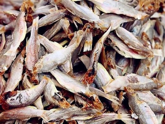 泰龐海鰱魚仔魚飼料細(xì)膩度要求：泰龐海鰱魚仔魚的飼料細(xì)膩度要求是確保其健康成長的關(guān)鍵因素之一 其他寵物 第3張