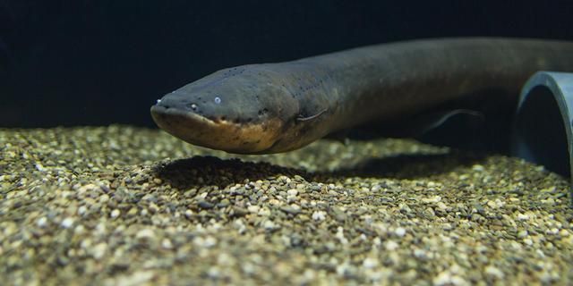 如何提高一眉道人魚的食欲：一眉道人魚飼料選擇指南，一眉道人魚飼養(yǎng)密度標(biāo)準(zhǔn) 其他寵物 第1張