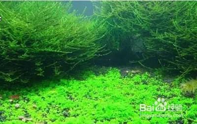 水草種植增氧效果：水草種植增氧效果怎么樣 其他寵物 第2張