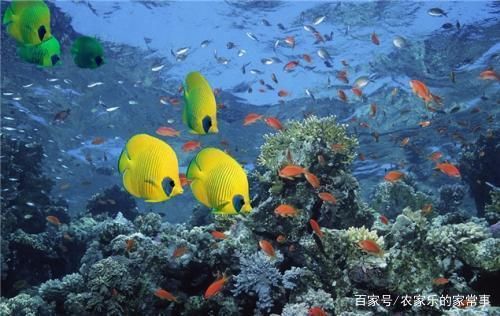 魚苗活餌與飼料選擇指南：金龍魚苗活餌與飼料搭配比例，金龍魚苗飼料自制技巧 其他寵物 第3張