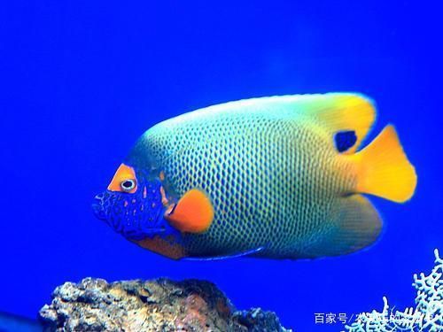 魚苗活餌與飼料選擇指南：金龍魚苗活餌與飼料搭配比例，金龍魚苗飼料自制技巧 其他寵物 第5張