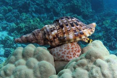 海洋保護(hù)中針屯魚的角色：針屯魚在海洋生態(tài)保護(hù)中扮演著關(guān)鍵角色對(duì)海洋生態(tài)的影響 其他寵物 第1張