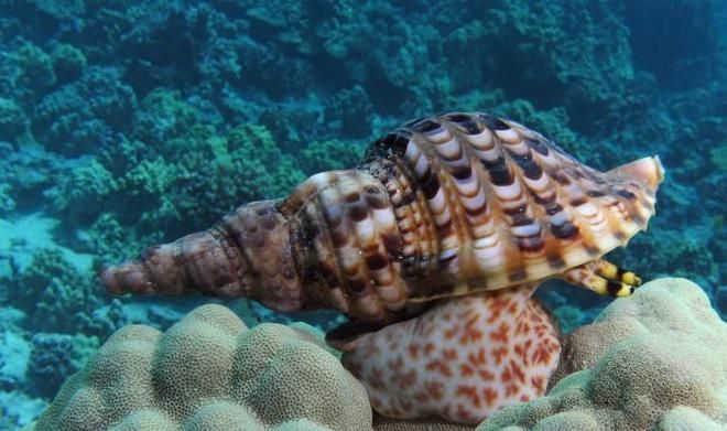 海洋保護(hù)中針屯魚的角色：針屯魚在海洋生態(tài)保護(hù)中扮演著關(guān)鍵角色對(duì)海洋生態(tài)的影響 其他寵物 第3張