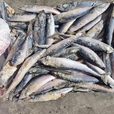 玉鯖魚專用飼料配方：玉鯖魚專用飼料配方研究并開發(fā)適用于玉鯖魚的專用飼料配方 其他寵物 第5張