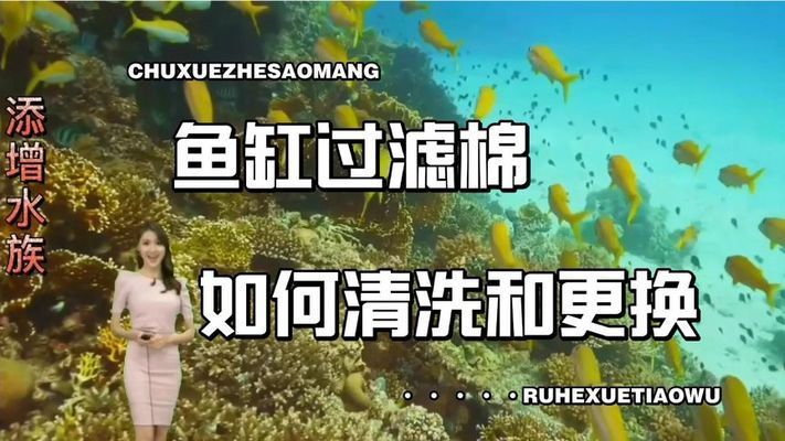 水族箱過(guò)濾棉的更換周期：水族箱過(guò)濾棉材質(zhì)選擇指南,如何判斷過(guò)濾棉密度是否合適 其他寵物 第5張