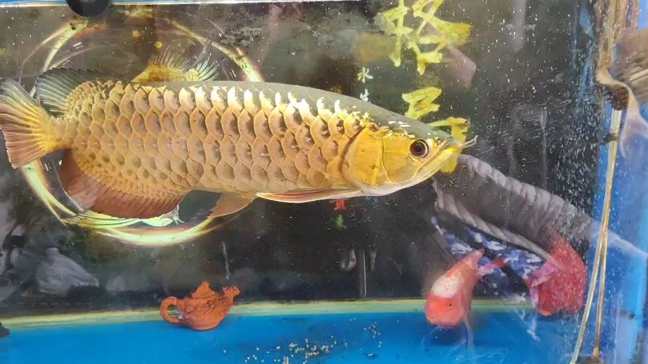 龍魚一般喂多少飼料 水族問答