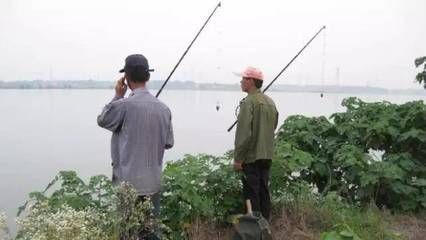 夏季魚苗防曬措施：夏季魚苗防曬措施介紹 其他寵物 第2張