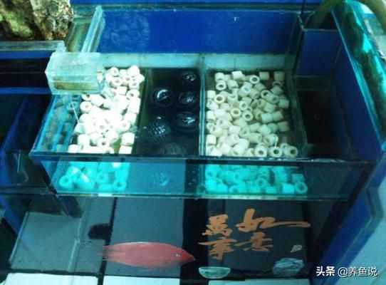 水族箱濾材選擇技巧：水族箱濾材培菌效果對比，濾材清潔頻率及方法 其他寵物 第1張