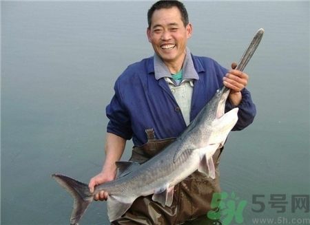 鴨嘴魚營養(yǎng)成分對(duì)人體益處：如何烹飪鴨嘴魚保持營養(yǎng)，鴨嘴魚的選購技巧和保存方法 其他寵物 第1張