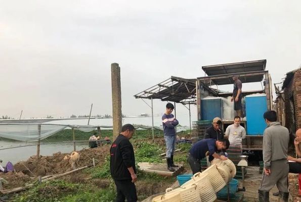 魚苗飼料中維生素C的具體作用：維生素c在魚苗飼料中的作用 其他寵物 第3張