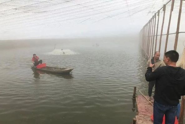 魚苗飼料中維生素C的具體作用：維生素c在魚苗飼料中的作用 其他寵物 第4張