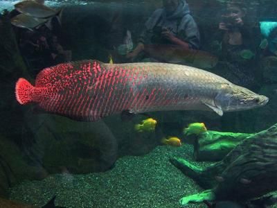 亞馬遜河魚類食物鏈解析：亞馬遜河流域的魚類食物鏈