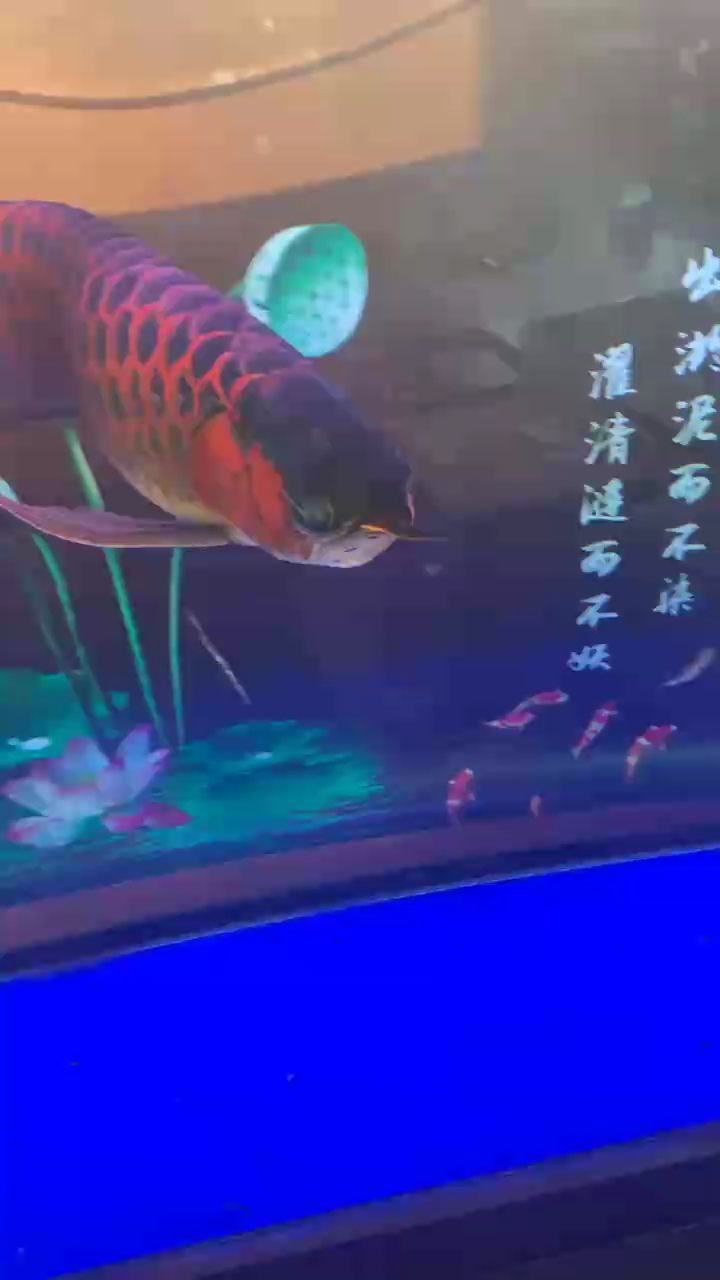 ：一份簡(jiǎn)潔的摘要 觀賞魚論壇