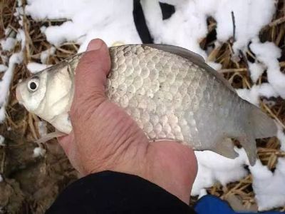 不同水溫對雪鯽魚影響：不同水溫對雪鯽魚的影響