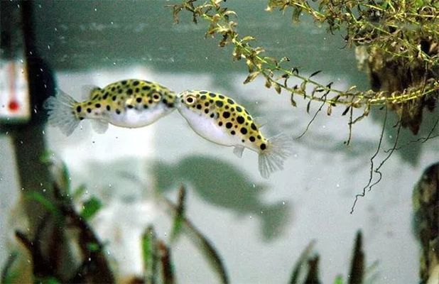 潛水艇魚飼料適用魚種介紹：潛水艇魚飼料品牌推薦