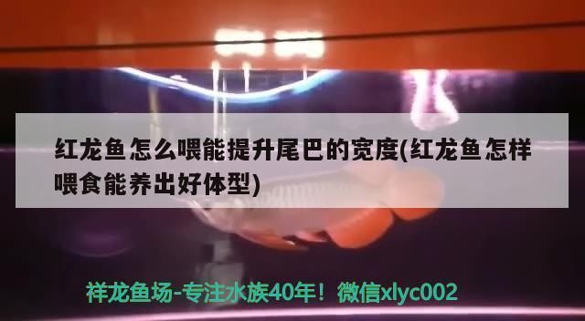 龍魚一天不打氧沒事吧為什么：龍魚為什么需要打氧？ 水族問答 第1張