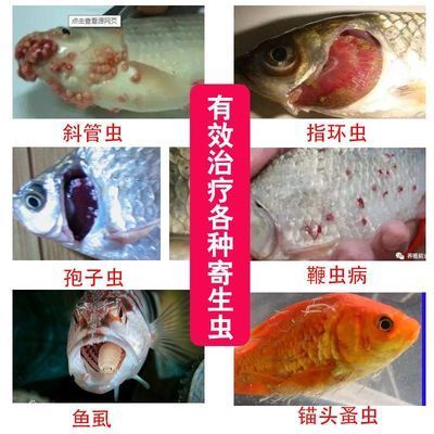 月光鴨嘴魚幼魚常見疾病防治：月光鴨嘴魚幼魚常見疾病預(yù)防措施包括避免攜帶小瓜蟲 其他寵物 第2張