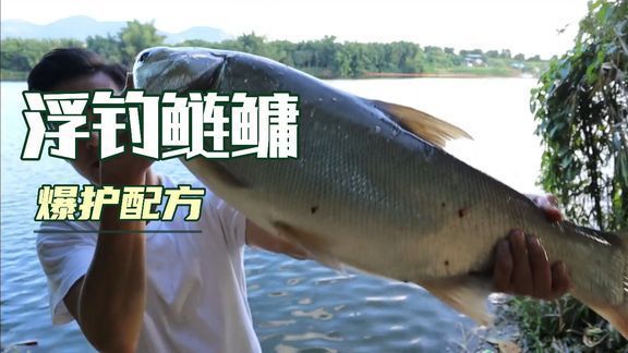 泰龐海鰱魚仔魚開口餌料替代品：探索泰龐海鰱魚仔魚的開口餌料替代品 其他寵物 第2張