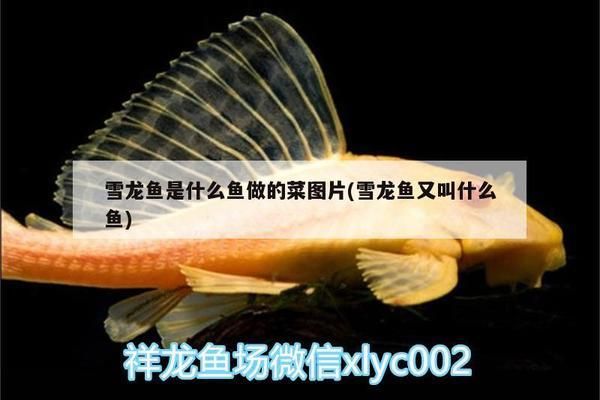 泰龐海鰱魚仔魚開口餌料替代品：探索泰龐海鰱魚仔魚的開口餌料替代品 其他寵物 第4張