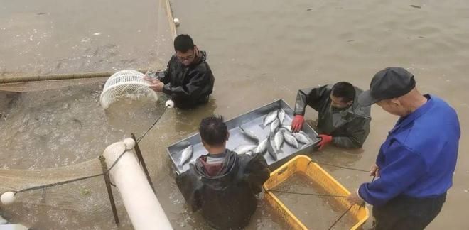 旺海飼料價格區(qū)間查詢：旺海飼料價格調(diào)整，多品種降價 其他寵物 第3張