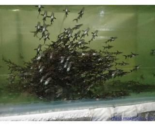 鴨嘴鯊魚的生活習性研究：鴨嘴鯊魚的生活習性 其他寵物 第2張