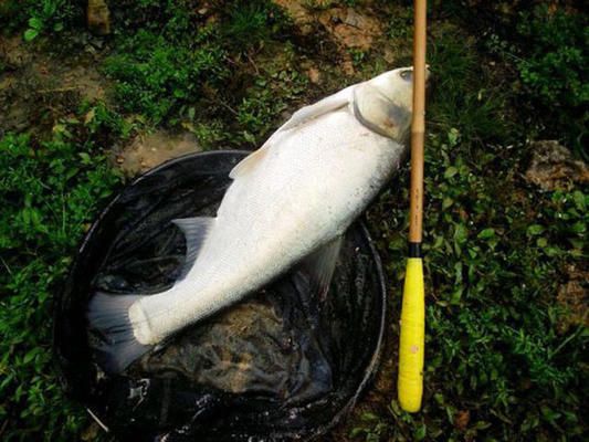 泰龐海鰱魚餌料霧化效果優(yōu)化：優(yōu)化泰龐海鰱魚餌料霧化效果的研究 其他寵物 第4張