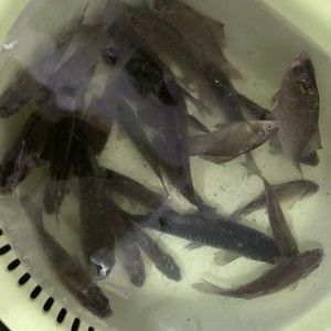 雪鯽魚(yú)繁殖缸造景材料推薦：雪鯽魚(yú)繁殖缸水草選擇指南 其他寵物 第5張