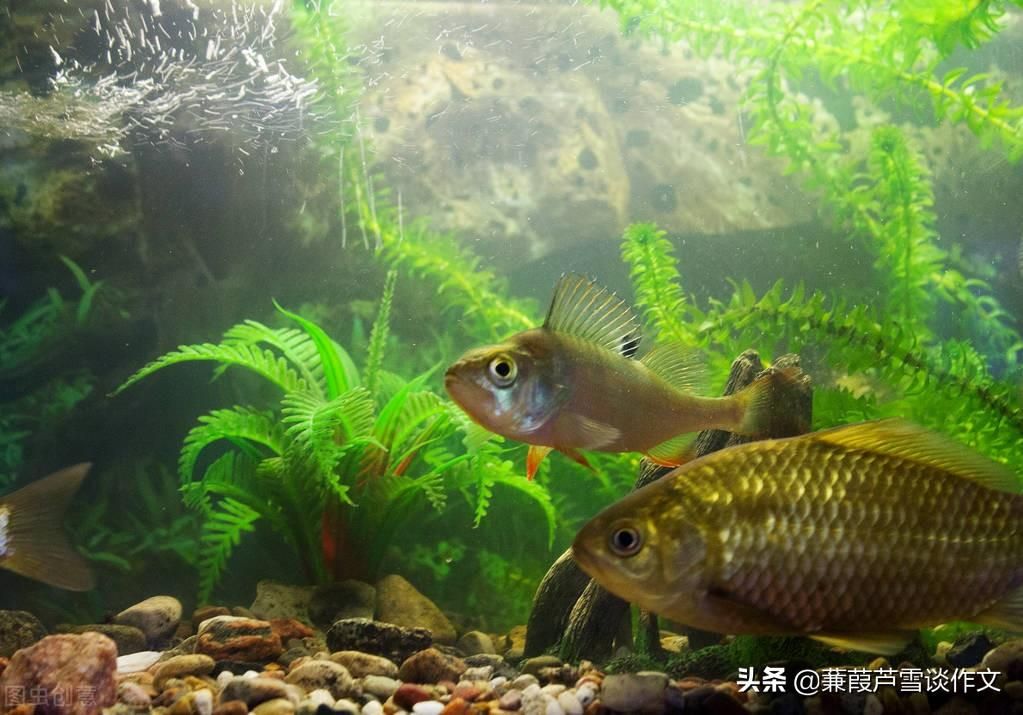 雪鯽魚(yú)繁殖缸造景材料推薦：雪鯽魚(yú)繁殖缸水草選擇指南 其他寵物 第6張