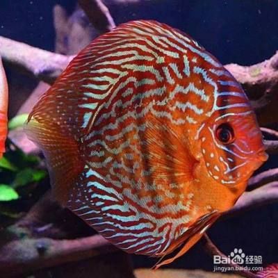 象鼻魚繁殖后幼魚護(hù)理：象鼻魚繁殖后幼魚護(hù)理方法象鼻魚幼魚飼料選擇指南 其他寵物 第1張