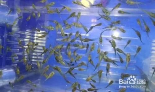 象鼻魚繁殖后幼魚護(hù)理：象鼻魚繁殖后幼魚護(hù)理方法象鼻魚幼魚飼料選擇指南 其他寵物 第4張