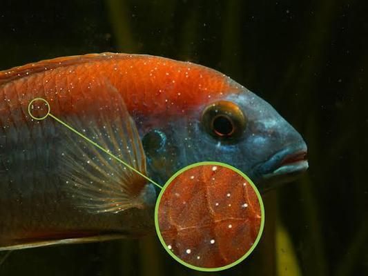 三間鼠魚白點病防治方法：三間鼠魚白點病預(yù)防措施 其他寵物 第4張