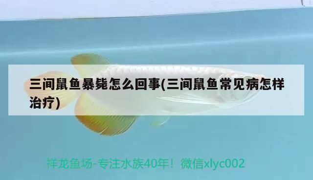 三間鼠魚白點病防治方法：三間鼠魚白點病預(yù)防措施 其他寵物 第1張