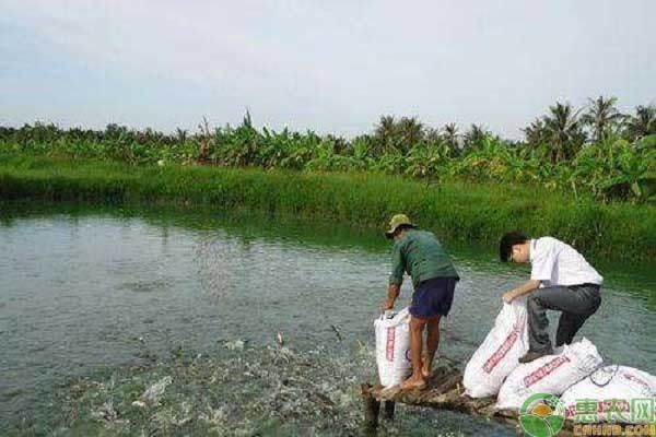 黑鯇魚(yú)苗常見(jiàn)病害防治：黑鯇魚(yú)苗常見(jiàn)病害防治摘要：黑鯇魚(yú)苗常見(jiàn)病害防治 其他寵物 第3張