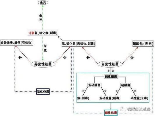 生物過濾中好氧細(xì)菌的作用：好氧細(xì)菌在生物過濾中的具體功能和作用 其他寵物 第4張