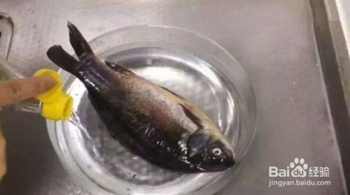 冷凍魚食快速處理技巧：如何快速處理冷凍魚食 其他寵物 第1張