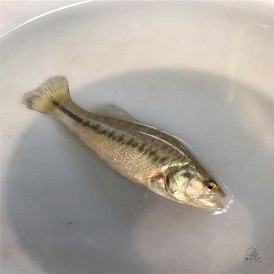 魚(yú)苗生長(zhǎng)適溫范圍查詢(xún)：多寶魚(yú)生長(zhǎng)適溫范圍是幾種常見(jiàn)魚(yú)類(lèi)生長(zhǎng)適溫范圍 其他寵物 第4張