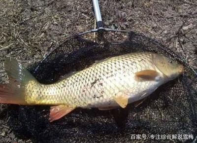 魚(yú)苗生長(zhǎng)適溫范圍查詢(xún)：多寶魚(yú)生長(zhǎng)適溫范圍是幾種常見(jiàn)魚(yú)類(lèi)生長(zhǎng)適溫范圍 其他寵物 第1張