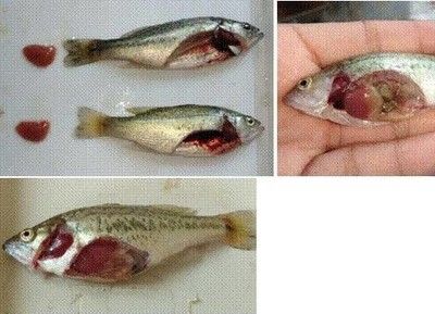 魚(yú)苗生長(zhǎng)適溫范圍查詢(xún)：多寶魚(yú)生長(zhǎng)適溫范圍是幾種常見(jiàn)魚(yú)類(lèi)生長(zhǎng)適溫范圍 其他寵物 第6張