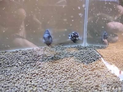 杰西卡恐龍魚飼料成分分析：如何自制杰西卡恐龍魚飼料，杰西卡恐龍魚飼料保存方法 其他寵物 第2張