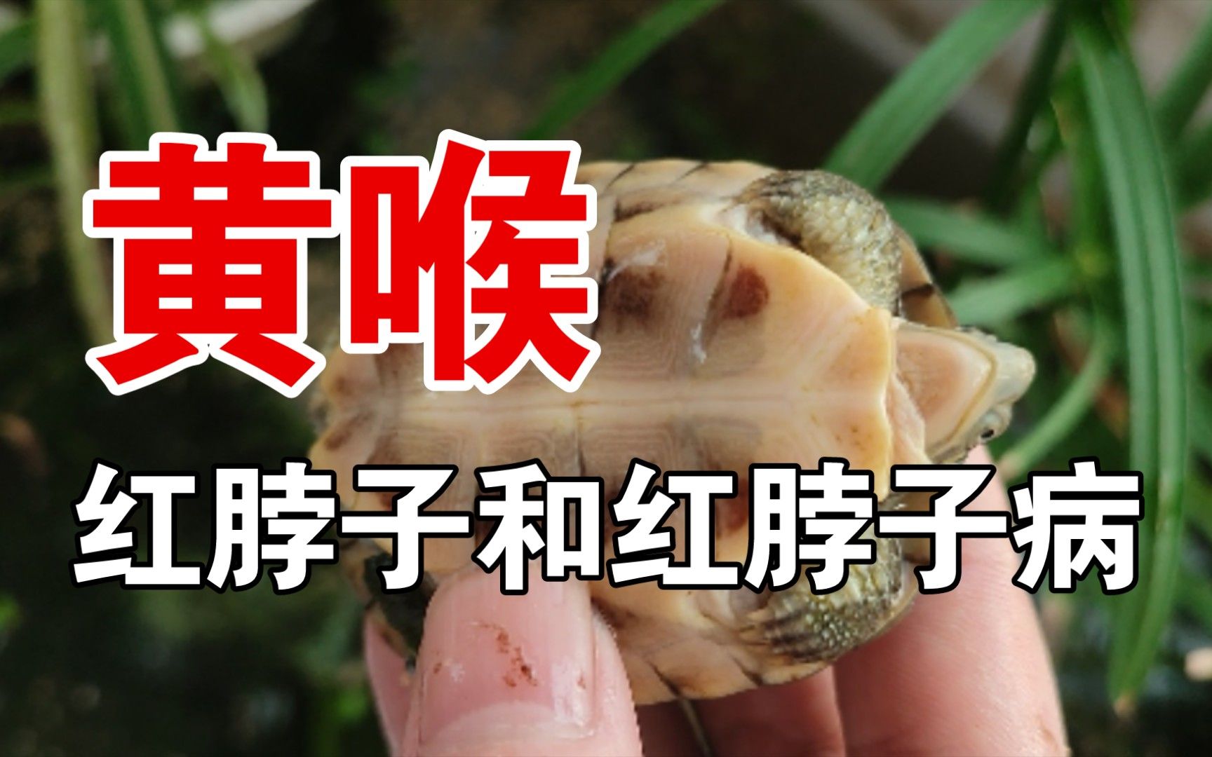 預(yù)防甲魚白底板病的方法：如何預(yù)防甲魚白底板病 其他寵物 第4張