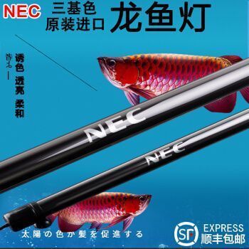 龍魚用下巴蹭缸：如何訓(xùn)練龍魚使用下巴蹭缸？ 水族問答 第2張