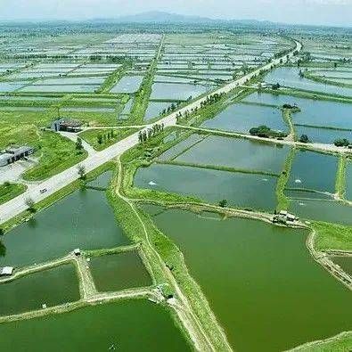 泰龐海鰱魚繁殖期如何預(yù)防疾病：泰龐海鰱魚繁殖期水質(zhì)管理技巧 其他寵物 第3張