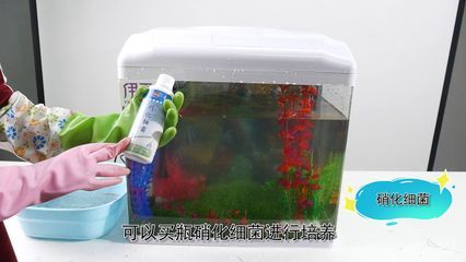 水族箱硝化細(xì)菌繁殖速度：新建水族箱的硝化細(xì)菌繁殖速度與水質(zhì)關(guān)系的關(guān)系 其他寵物 第1張