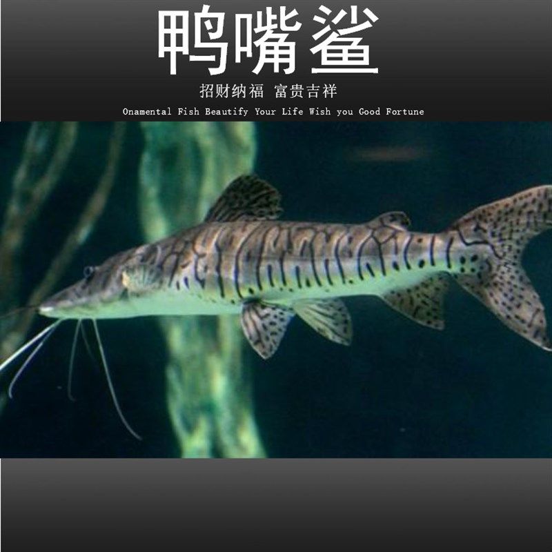 鴨嘴鯊魚(yú)開(kāi)口料品牌推薦：如何自制鴨嘴鯊魚(yú)開(kāi)口料 其他寵物 第3張