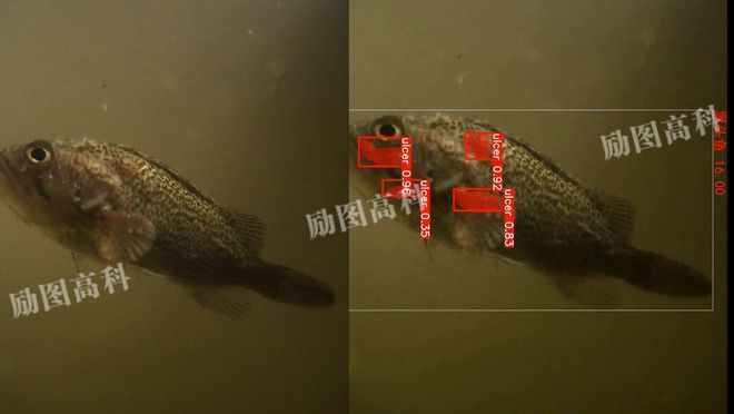 魚苗疾病早期癥狀識別：如何改善魚苗養(yǎng)殖水質(zhì)，白點病早期診斷技巧 其他寵物 第3張