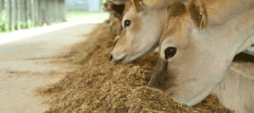 飼料轉(zhuǎn)化效率優(yōu)化策略：如何通過遺傳選育提升飼料轉(zhuǎn)化效率？ 其他寵物 第5張