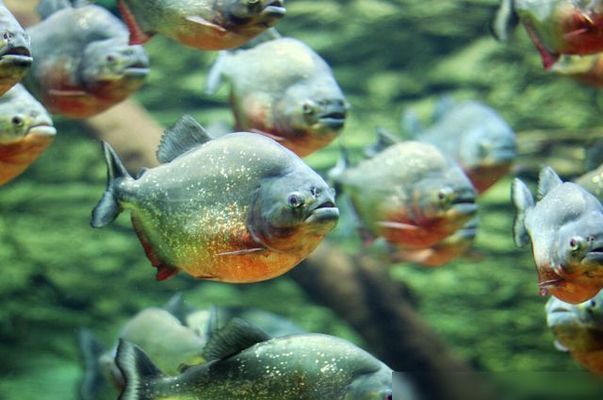 巨骨舌魚幼魚如何防御食人魚：巨骨舌魚如何防御食人魚 其他寵物 第1張