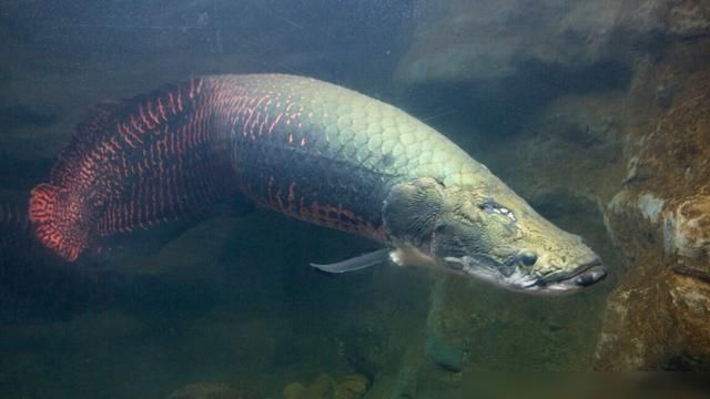 巨骨舌魚幼魚如何防御食人魚：巨骨舌魚如何防御食人魚 其他寵物 第2張