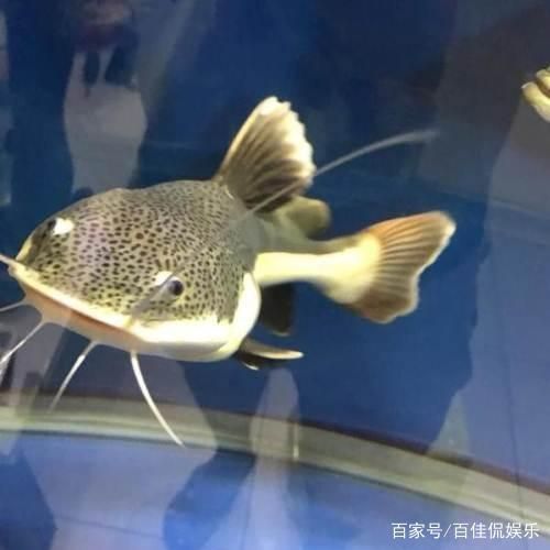 挑選健康招財(cái)貓魚技巧：如何挑選一只健康的招財(cái)貓魚 其他寵物 第4張